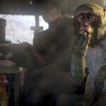 Ubisoft mistakenly censors Far Cry 4, restores boobs and dong