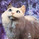Baldur's Gate 3's latest hotfix gets rid of "trippy, high-saturation graphical artefacts", but also totally breaks everyone's immersion by making cats actually obey people
