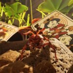 How to get to the Garden in Grounded 2