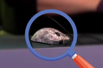 Possible Razer Viper V4 Pro gaming mouse spotted in the wild, despite cunning camouflage