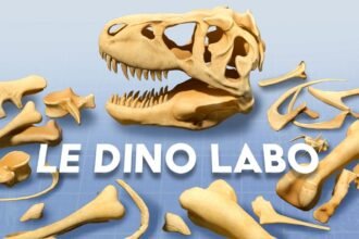 Mixed Reality Dinosaur Building Game Le Dino Labo Launches On Quest Today