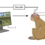 Monkeys Navigate Virtual Worlds Using Thought Alone in New BCI Study
