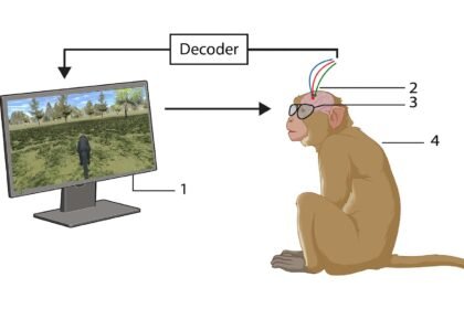 Monkeys Navigate Virtual Worlds Using Thought Alone in New BCI Study